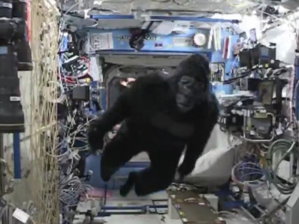 Fursuit di gorilla insegue gli astronauti sulla ISS!